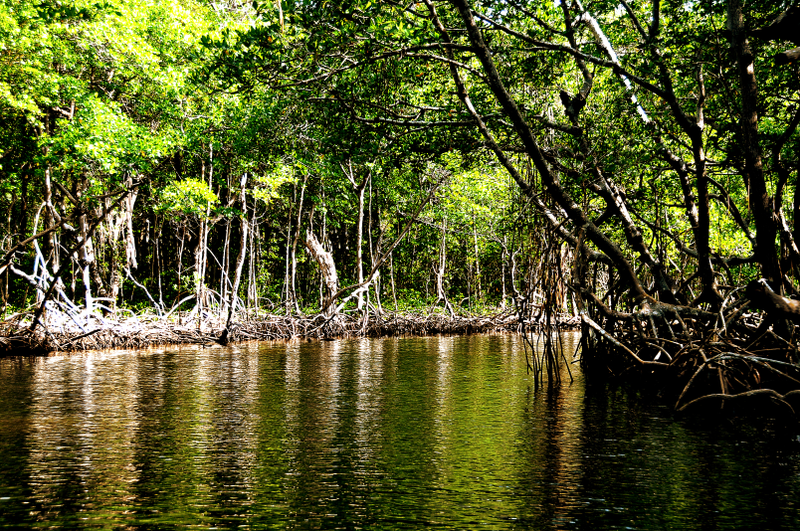 Illustration for article titled Esta mujer se adentró en la selva del Amazonas con 41 personas para encontrar a su marido. Solo regresó ella